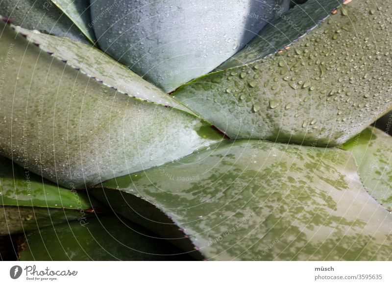 succulent green aloe vera Silver Succulent plants Botany Dew Drop Water Plant Cactus branching rudiment Nature trunk flaked Root juicy green plump Fat