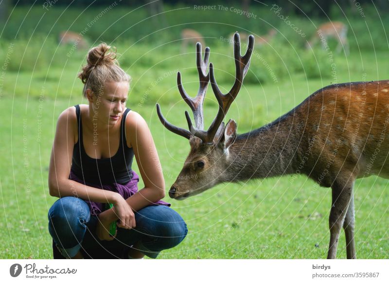 Young woman squatting next to a curious stag with big antlers who makes contact Contact Interest sniff Summer warm Emotions Love of animals Curiosity tame