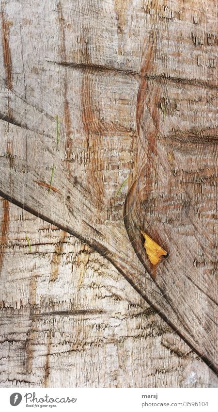 Wood on wood Wood grain Brown Force wooden background Structures and shapes strange peculiar Detail Colour photo natural Authentic Contrast Violations