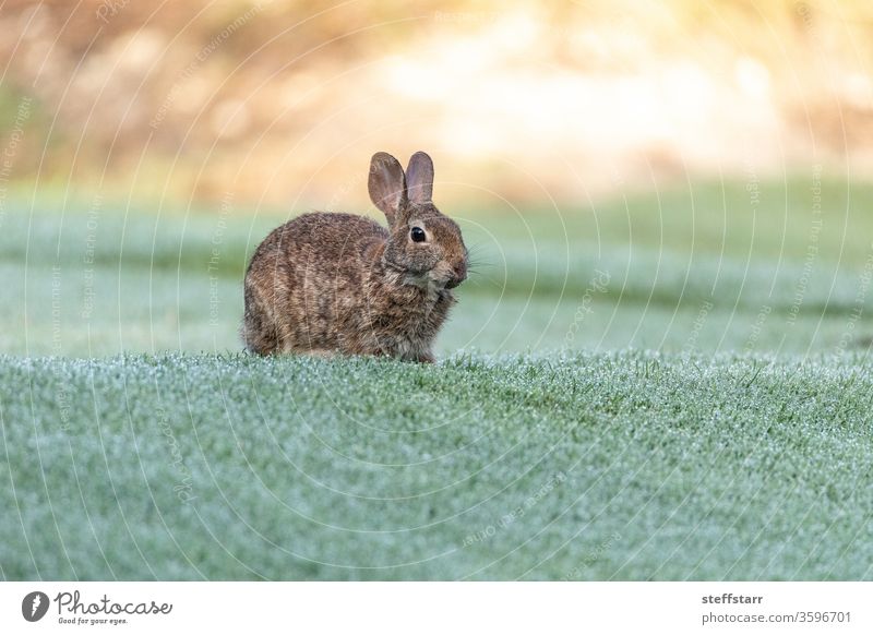 Marsh rabbit Sylvilagus palustris eats green grass Rabbit marsh rabbit eating wildlife Florida wildlife Fort Myers cute bunny bunny rabbit animal