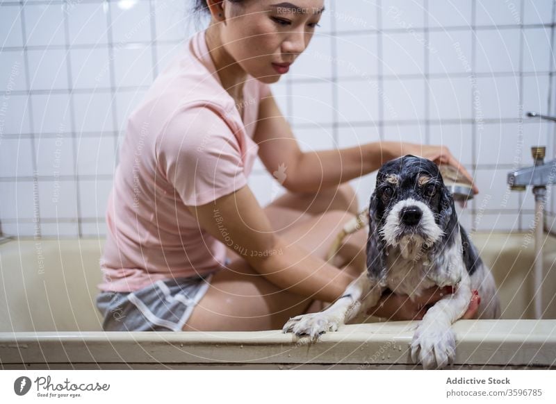 Woman washing purebred puppy in bathroom dog owner pet bathtub woman asian cute ethnic home domestic animal care canine hygiene female pedigree shower