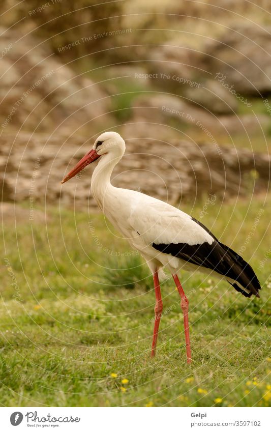 Elegant white stork bird beak nature animal wildlife flower nest red walk feather blue black sunny freedom flying wing symbol one birdwatching clear beautiful