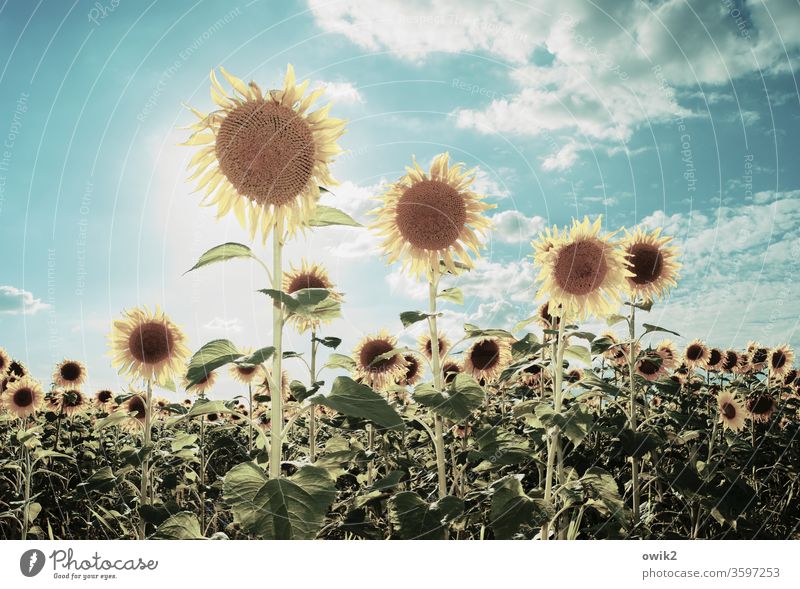 Sunny types sunshine Illuminate rays out Exterior shot Sky Close-up Flower Blossom Sunflower Colour photo Deserted Plant Yellow Summer Nature Day