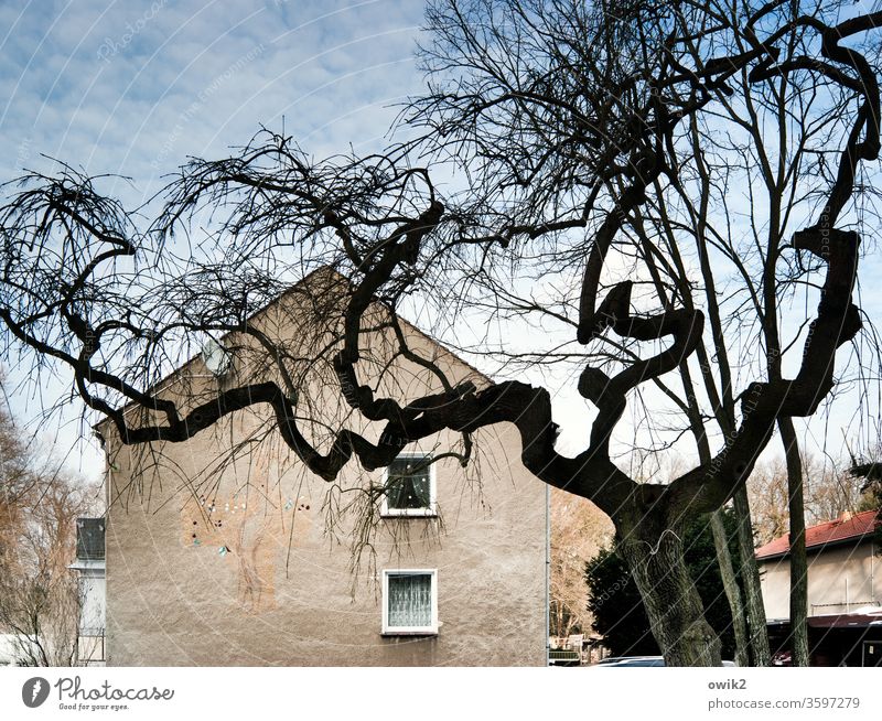 Aesthetics tree Branches and twigs confused Warped grow together House (Residential Structure) Facade Gable end Window Inhabited rural Sky cirrostratus clouds