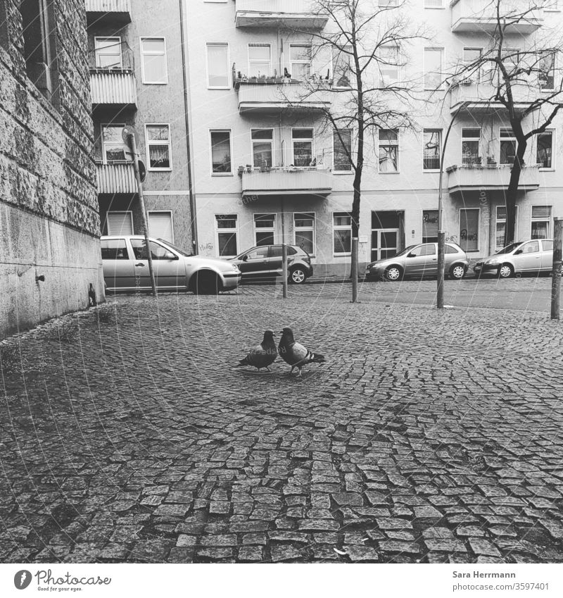 Two doves on cobblestone pigeons Cobblestones Town Neukölln Berlin Street Love Affection