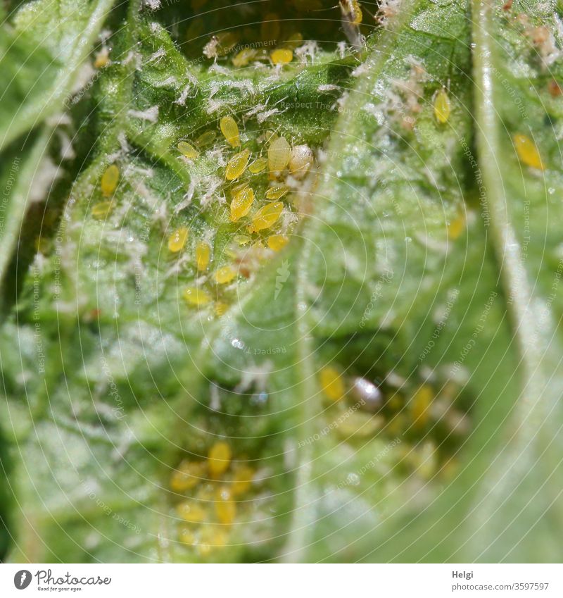 small pests - yellow aphids on the back of a currant leaf Greenfly Animal plagues Macro (Extreme close-up) Close-up Exterior shot Insect Plant flaked Rear side