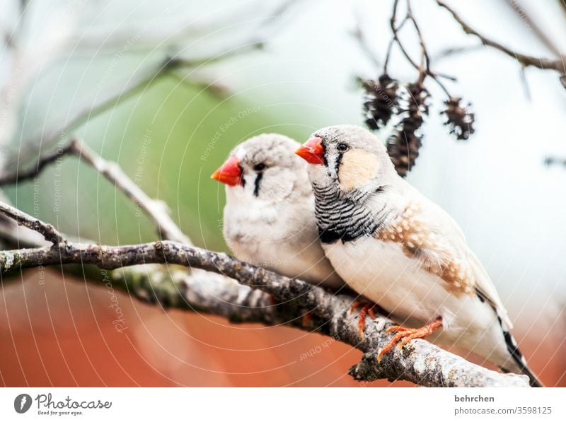 snuggle in common Together Couple Animal portrait blurriness Contrast Colour photo Exterior shot Close-up Deserted Day Light Beak Finch Tree plumage Zebra Finch