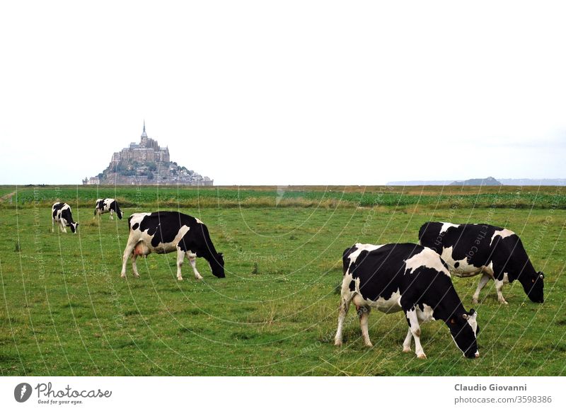 Pastures near Mont-St-Michel Mont-Saint-Michel Normandy France north northern pasture cow inconsciousness background overcast cloudy ancient historic historical