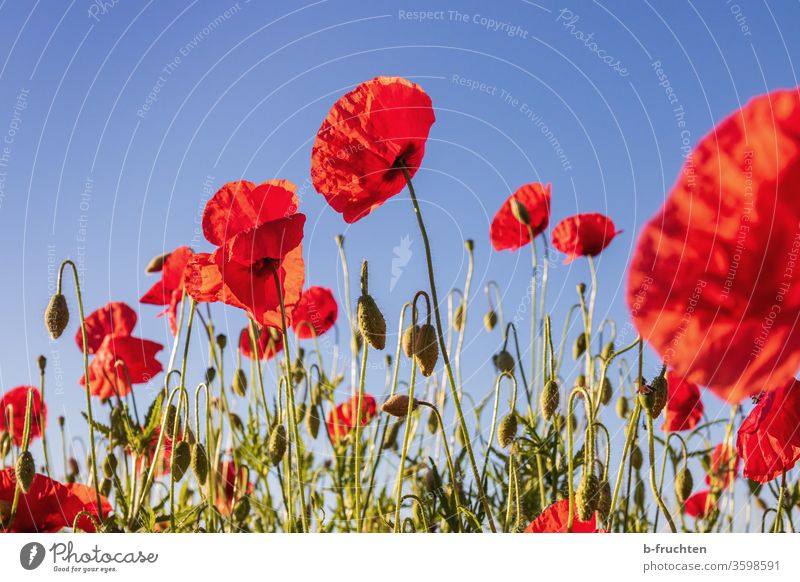 poppy field Poppy Field poppies Nature flowers Summer Meadow Red bleed already poppy flower Plant Exterior shot Environment