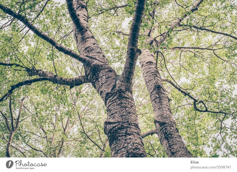 View from below into the treetops of two trees in the forest huts Treetop Forest leaves Tall green spring Summer Birch tree Nature trunk branches crown