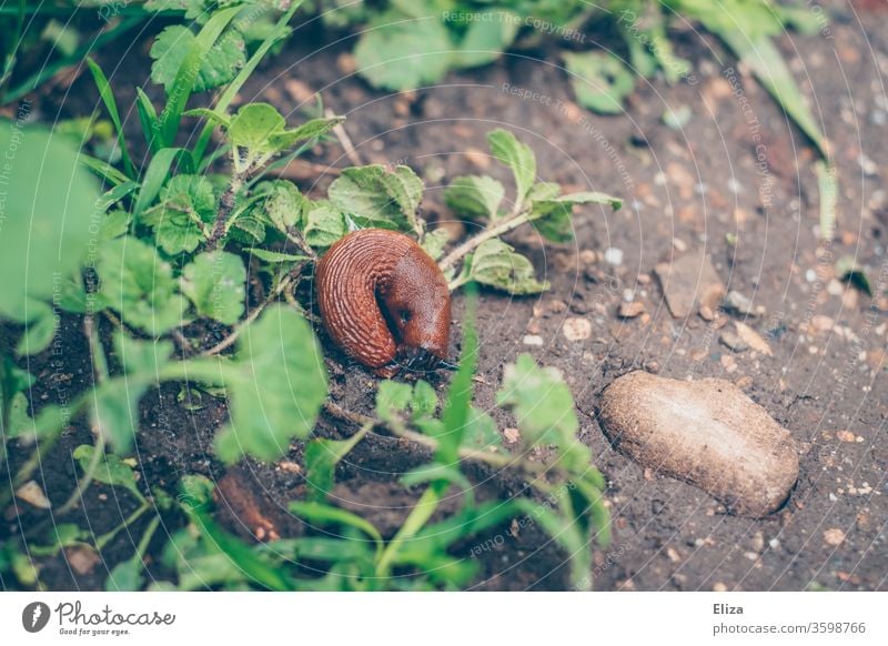 A brown slugs on the earthy ground in the garden Slug Garden Ground Earth Meadow Rain Wet pest Nature disgusting Crumpet Animal Grass green Plant Brown