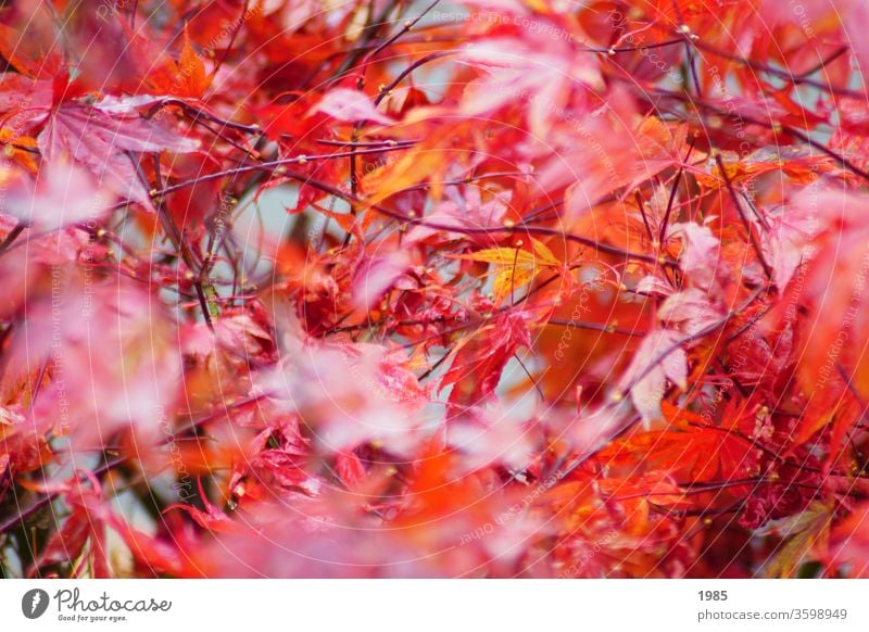 The maple in its autumn dress, bright red Maple tree maple leaves Red Autumn Exterior shot Colour photo Maple leaf Nature Deserted Day Autumn leaves Autumnal