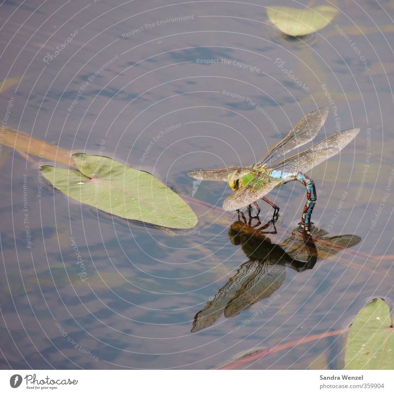 blue dragonfly Environment Nature Plant Animal Water Spring Summer Leaf Water lily leaf Lakeside River bank Bog Marsh Pond Brook boombeck Wing Dragonfly