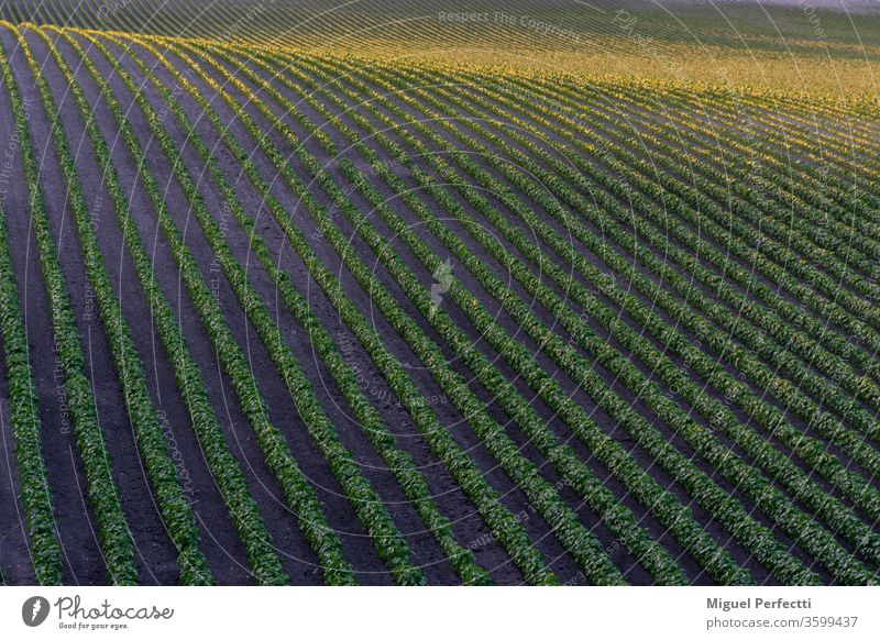 Rows of crop plants on a small hillside at sunset field agriculture landscape growing nature harvest rural farming food green spring sky soil countryside plowed