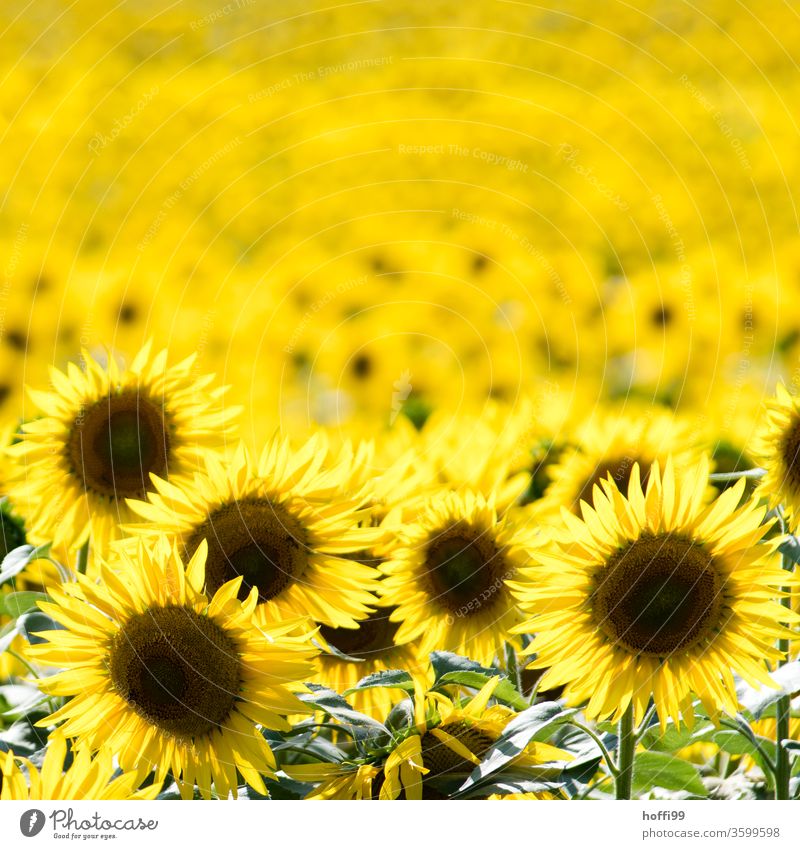 Sunflowers - thousands of sunflowers Yellow Summer bleed Blossom leave Field Nature Blossoming already