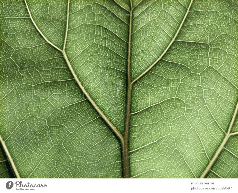 Detail of a green Ficus leaf in full size ficus Violin fig flaked Rachis backgrounds textured Plant Pattern Beauty in nature Botany Close-up fragility