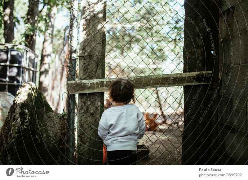 Child watching chickens Poultry Poultry farm Curiosity Rear view Bird Animal Colour photo Farm animal Exterior shot Rooster Day Looking Lifestyle Nature