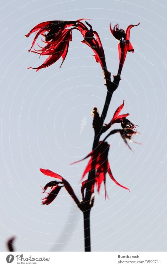 Branch of a Japanese blood maple, glowing Japan maple tree Nature Colour photo Exterior shot flaked Deserted Red Shallow depth of field Plant Day Maple tree