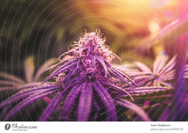 Close-up of the bud of the cannabis flower grown indoors under violet light legalization tetrahydrocannabinol buds flowers Nugget Crystal Environment