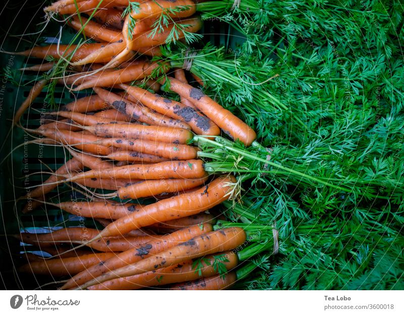 carrot carrots Marketplace Organic produce Vegetable Vegetarian diet Vegan diet Healthy Delicious Fresh Food Eating Lunch Salad Fasting