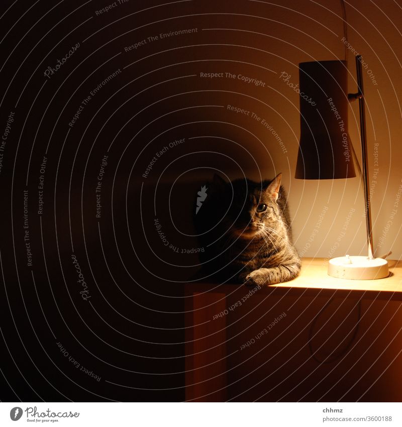 Waiting for enlightenment Cat Illuminate Light Shadow Animal Looking Deserted Bedside table Lamp Penumbra Warmth Interior shot Pet Artificial light hangover