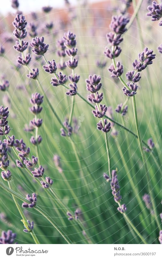 Lavender upright Plant bleed Violet Fragrance Nature flowers Colour photo Summer Shallow depth of field Exterior shot Day Blossoming green Deserted