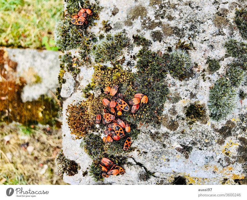 Orange beetles Beetle group Insect Bug Moss Stone Animal Macro (Extreme close-up) Crawl