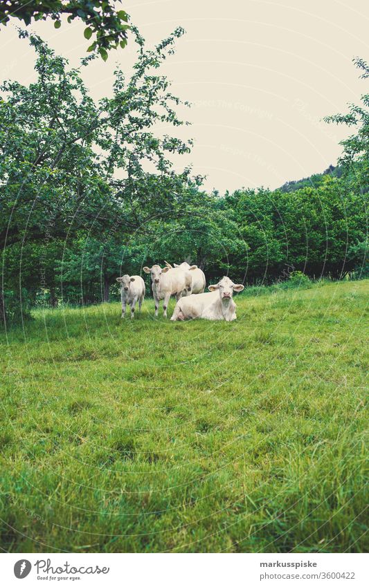 Cow pasture Willow Charolais French Cattle breed cattle Willow tree cow pasture grasses Agriculture dairy Milk production eating