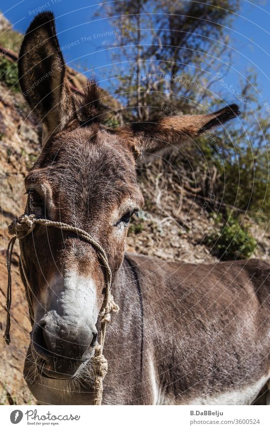 Stubborn jackass, it can't be. He poses and looks curiously into the camera. Donkey Animal Farm animal Obstinate Agriculture Nature Animal portrait Deserted