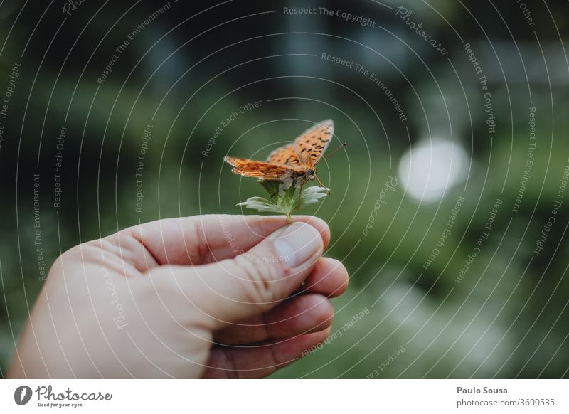 Hand holding leaf with butterfly Butterfly butterflies Nature Fragile Fragility Environment Insect Close-up Animal Colour photo Day Wild animal Wing