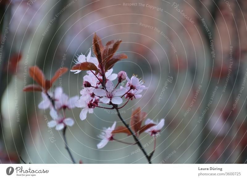 Pink flowers of a blood plum bleed spring Garden Close-up Detail already Exterior shot Esthetic Beauty & Beauty natural Fragrance Delicate Fine Nature Life