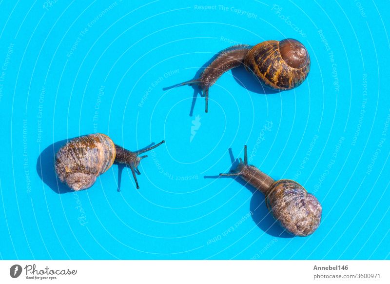 Three Snail crawling on a pastel blue background towards each other in triangle, snails with house cute wildlife animals in macro photography food pattern
