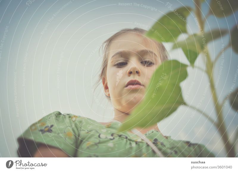 girl, taken from below, looking at a plant (sunflower) Child portrait Cute Infancy Looking Meditative concentrated Observe Insect Face flaked Plant Sunflower
