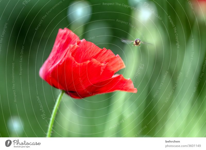 landing site Contrast green Animal portrait Wild animal Hover fly Colour photo spring beautifully Nature Plant Red Exterior shot Summer Fragrance fragrant