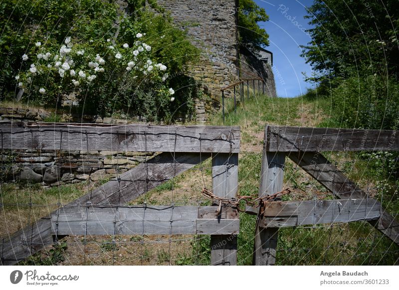 Gate to the castle garden Goal Wooden gate door wood Fence pink roses white rose Lanes & trails off Summer Blue sky green Nature Lock Castle yard Castle grounds