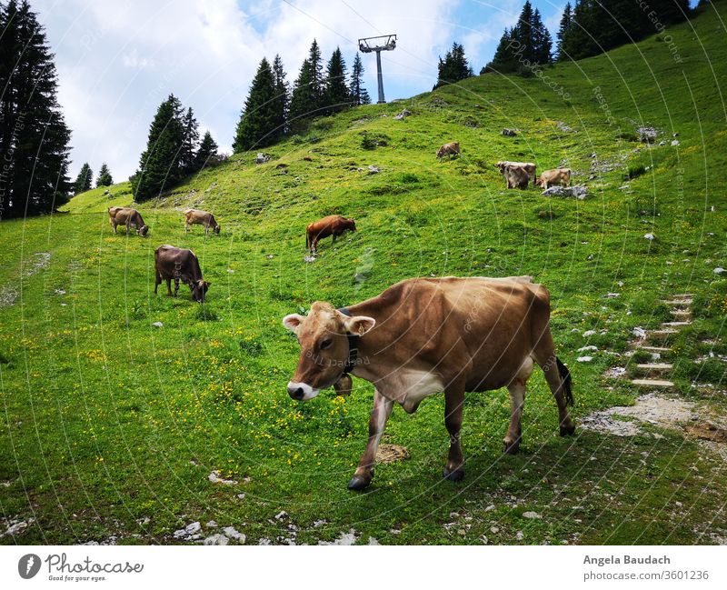Alpine cattle in the mountains Alpine Cattle rind Kuhkopf chill Bell Cow bell green Meadow alpine alpenglow Wanderlust Hiking hike Nature Vacation & Travel