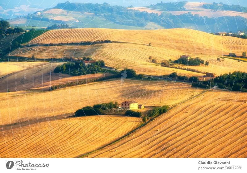 Marches (Italy) - Landscape at summer, farm agriculture ancona beauty in nature color country cultivated day europe farmhouse field flower green hill horizontal
