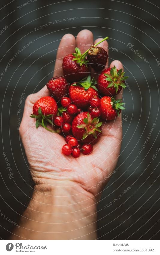 hold fresh berries from the garden in your hand freshness Berries Strawberry Redcurrant Raspberry Fresh Fruity Juicy Delicious salubriously Vitamin-rich