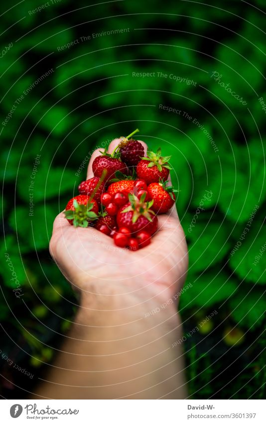 different red fruits in one hand Strawberry Time Bird's-eye view Neutral Background Deep depth of field fruit varieties berry fruit already Esthetic especially