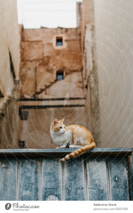 Cat relaxing on stone wall of old building on street cat homeless city ginger tabby town aged rest animal urban facade pet feline calm shabby house red