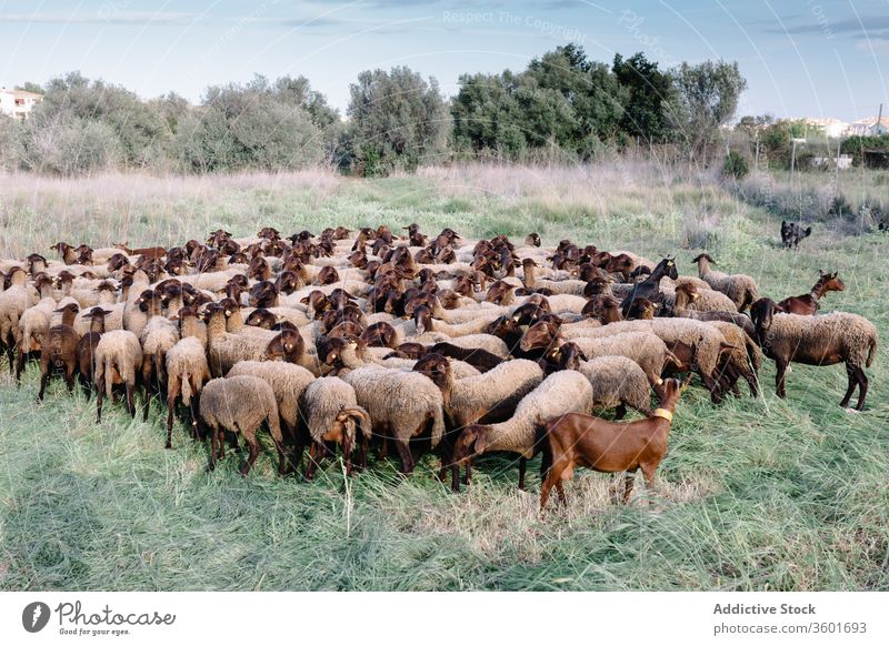 Herd of sheep pasturing in green field graze dog pasture meadow herd flock domestic countryside animal nature rural pet farm sunny grass creature breed feed