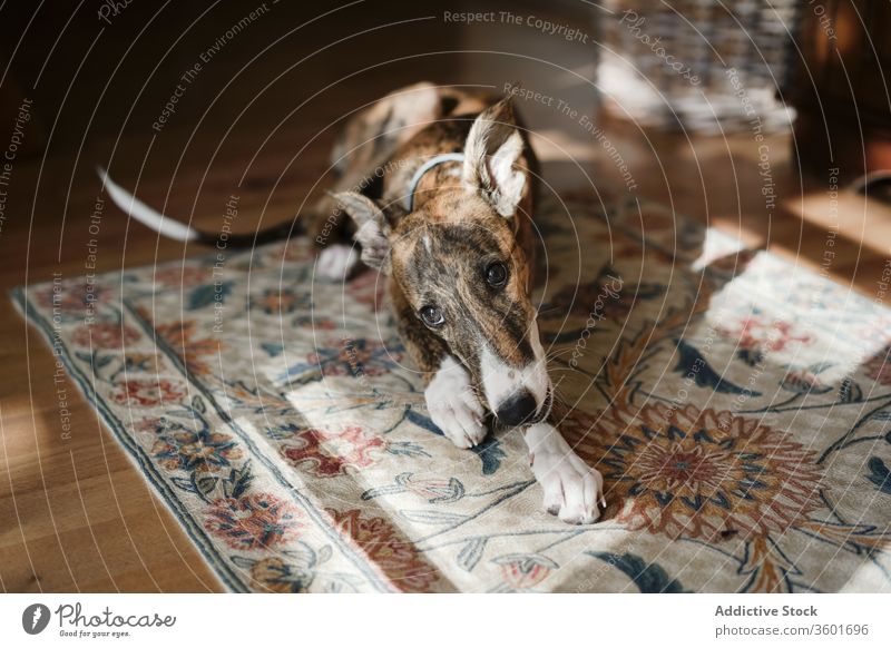 Spanish sighthound dog on carpet at home spanish galgo spanish sighthound cute lying cozy domestic canine adorable floor animal purebred mammal calm relax