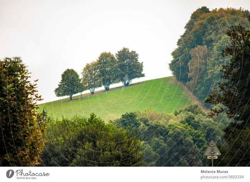 Geometry in nature, landscape with trees and bushes and road sign. Green grass on the slope surrounded by trees. View from the car. Tree geometrical shapes