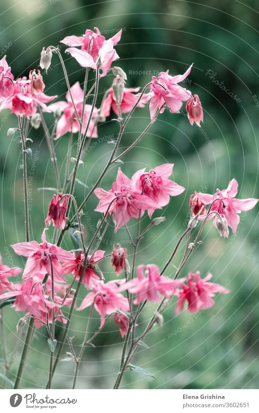 Pink Aquilegia flower close-up. aquilegia pink flowers blooming petal summer floral background natural gardening beautiful green spring blossom nature colorful