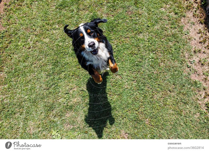 Bernese Mountain Dog jumping. Top view above action active adorable animal background beautiful bernese big black breed canine cute dog domestic enjoy friend