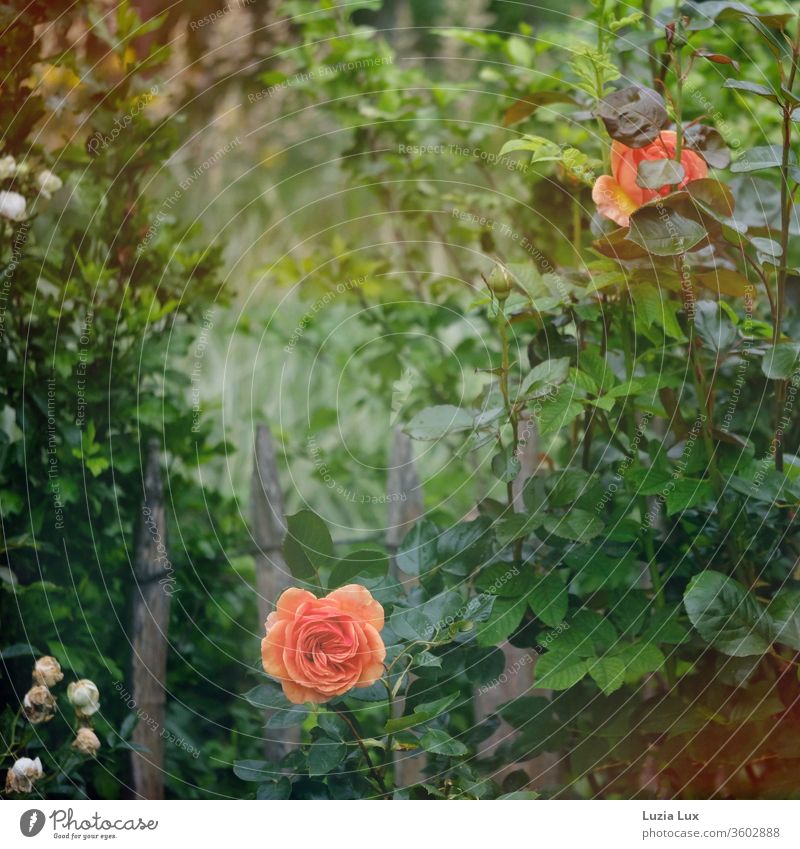 Fully bloomed, bright orange rose on the garden fence and sunshine after rain pink Rose blossom Garden fence Light Colour photo flowers bleed Plant Deserted