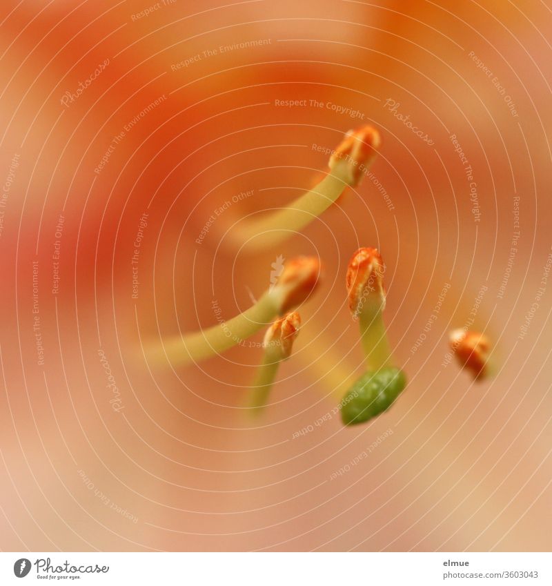 Macrophotograph of the stamens of an orange-red azalea flower with shallow depth of field Azalea bleed dust bag Azalea flower Garden azalea Stamp ovary