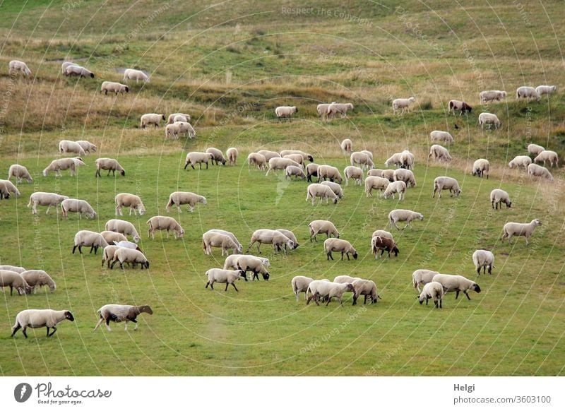 Flock of sheep grazing in a large meadow Sheep Animal Farm animal Herd Group of animals Meadow Landscape Wool Nature Environment Willow tree Agriculture