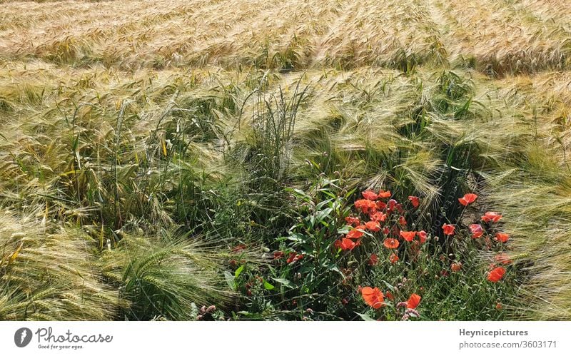 Cornfield with poppy flowers agriculture farming outdoor nature summer bright plant floral season natural blossom bloom petal landscape environment cornfield