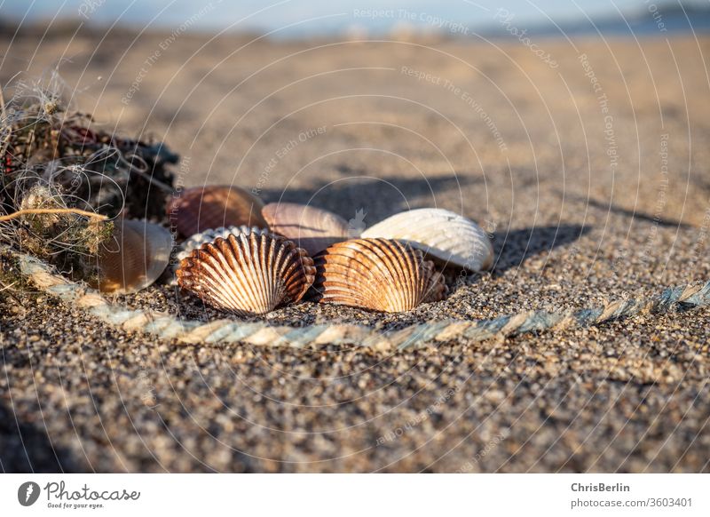 shells on the beach Mussel Multiple Beach evening light Rope Grains of sand Nature